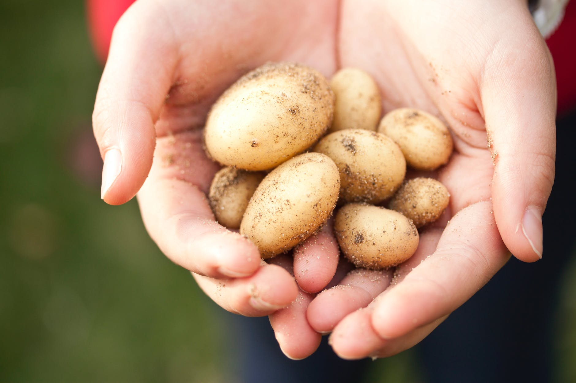 Chips with everything – growing and eating (Part 2)